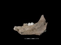 豬骨藏品圖，第2張