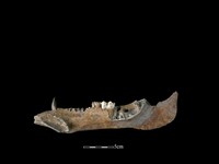 豬骨藏品圖，第2張