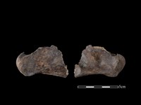 豬骨藏品圖，第1張