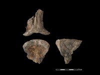 豬骨藏品圖，第1張