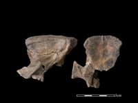 豬骨藏品圖，第2張