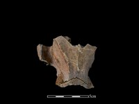 豬骨藏品圖，第1張