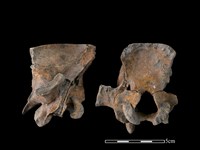 豬骨藏品圖，第2張