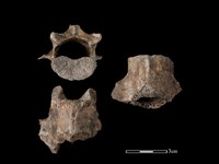 豬骨藏品圖，第1張