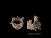 豬骨藏品圖，第1張