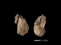 豬骨藏品圖，第1張