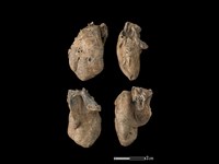 豬骨藏品圖，第1張