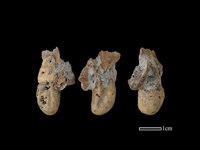 豬骨藏品圖，第1張