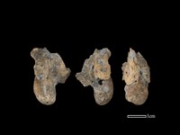 豬骨藏品圖，第1張