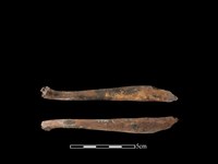 豬骨藏品圖，第1張