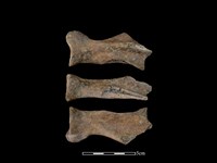 豬骨藏品圖，第1張