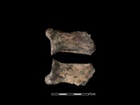 豬骨藏品圖，第1張