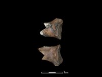 豬骨藏品圖，第1張