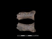 豬骨藏品圖，第1張