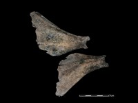 豬骨藏品圖，第1張