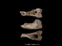 豬骨藏品圖，第1張