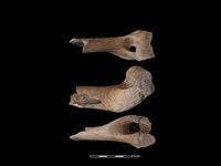 豬骨藏品圖，第1張