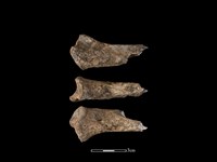 豬骨藏品圖，第1張