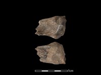 豬骨藏品圖，第1張