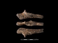 豬骨藏品圖，第1張