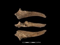 豬骨藏品圖，第1張