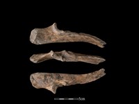 豬骨藏品圖，第1張