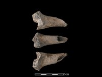 豬骨藏品圖，第1張