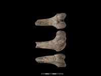 豬骨藏品圖，第1張