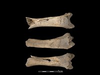 豬骨藏品圖，第1張