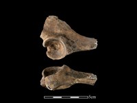 豬骨藏品圖，第1張