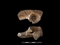 豬骨藏品圖，第1張