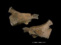 豬骨藏品圖，第1張