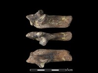 豬骨藏品圖，第1張