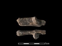 豬骨藏品圖，第1張