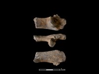 豬骨藏品圖，第1張