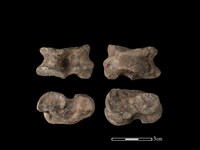 豬骨藏品圖，第1張