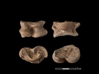 豬骨藏品圖，第1張