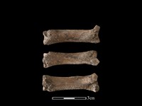 豬骨藏品圖，第1張