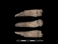 豬骨藏品圖，第1張