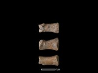 豬骨藏品圖，第1張