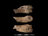 豬骨藏品圖，第1張