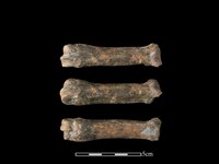 豬骨藏品圖，第1張