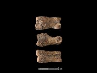 豬骨藏品圖，第1張