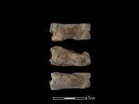 豬骨藏品圖，第1張