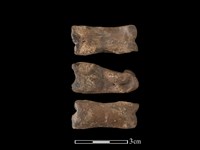 豬骨藏品圖，第1張