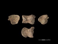 豬骨藏品圖，第1張