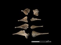 豬骨藏品圖，第1張