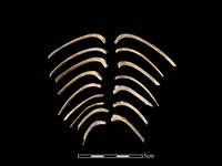 豬骨藏品圖，第1張