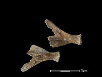 豬骨藏品圖，第1張