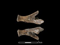 豬骨藏品圖，第1張